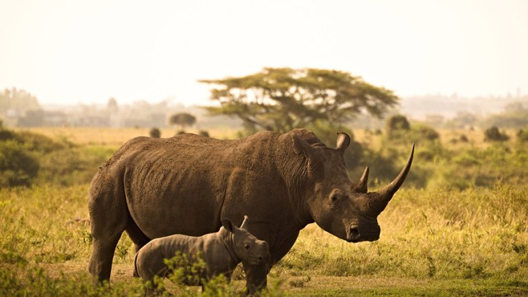 Rhino in Africa