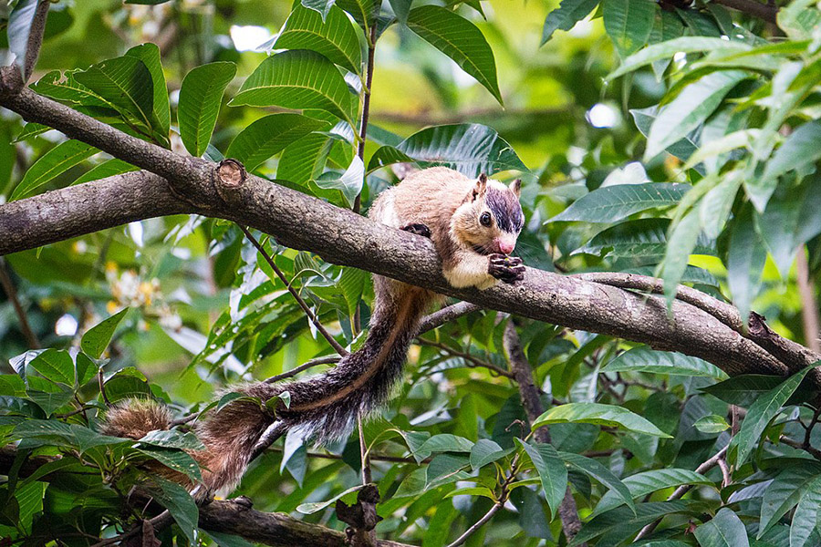 Sri Lanka Grizzled Giant Squirrel 