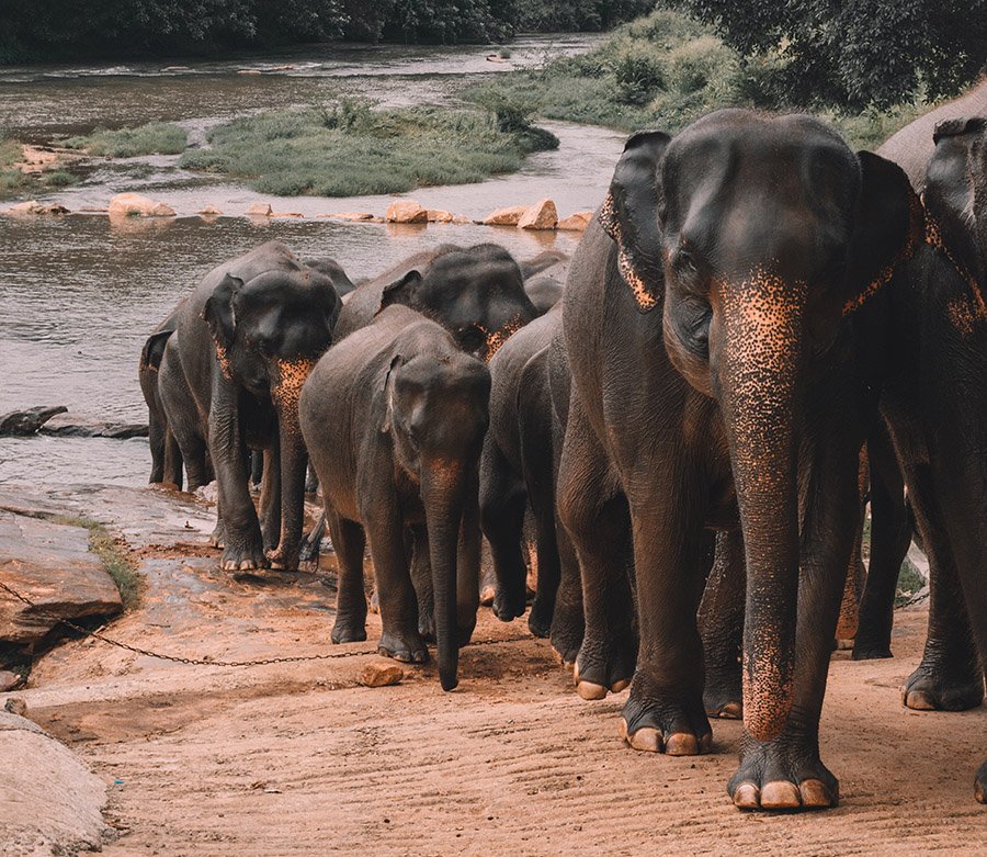 Thailand Asian Elephant