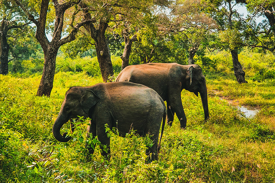 Thailand Asian Elephant