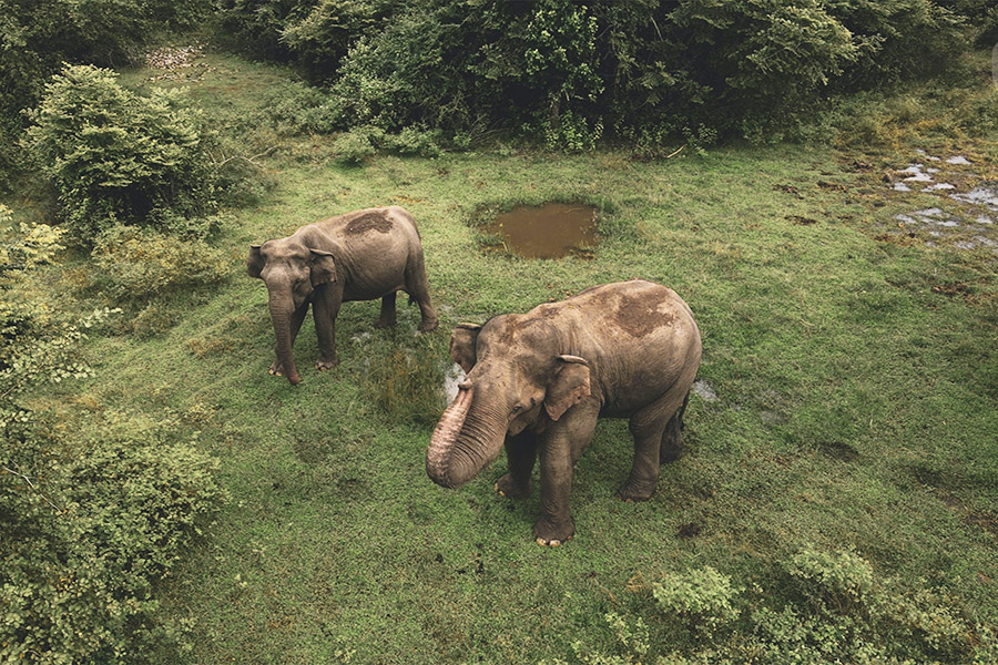 Thailand Asian Elephant