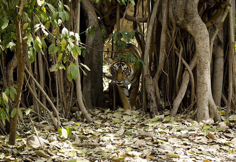 Tiger in habitat