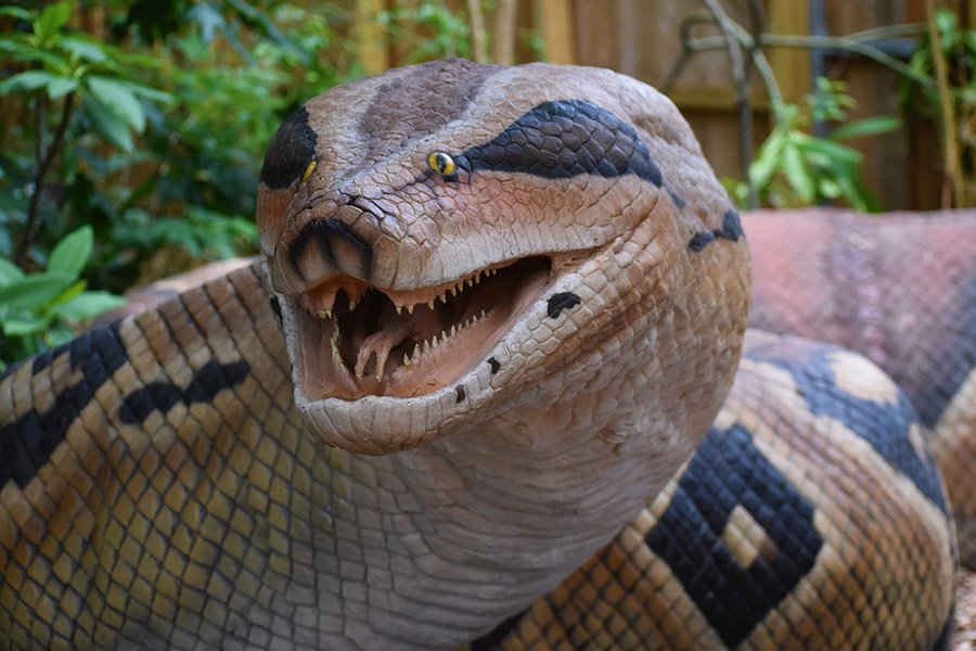 Titanoboa replica