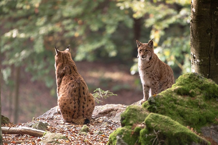 Two bobcats