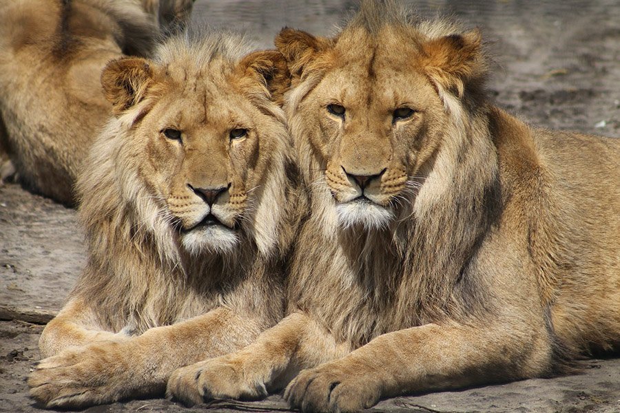 Two golden lions