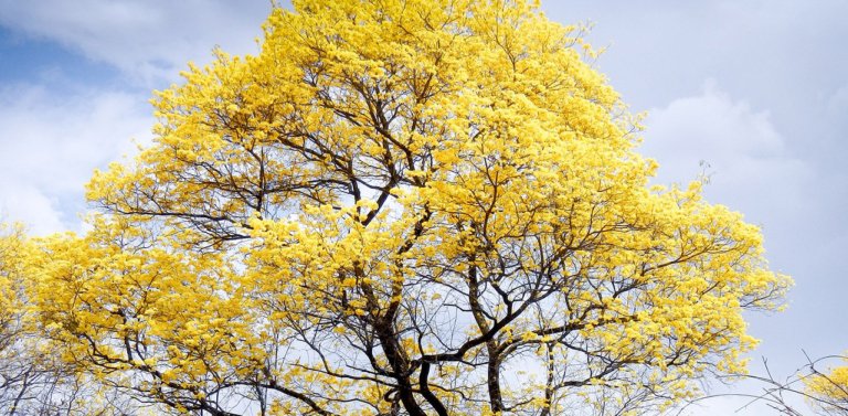 Discover Venezuela’s National Tree: The Araguaney