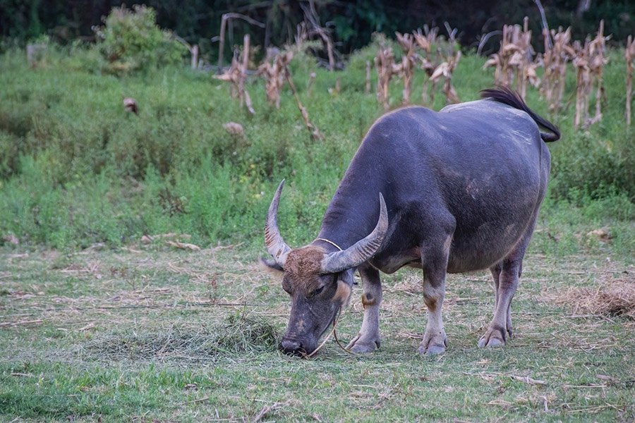 Vietnam Water Buffalo