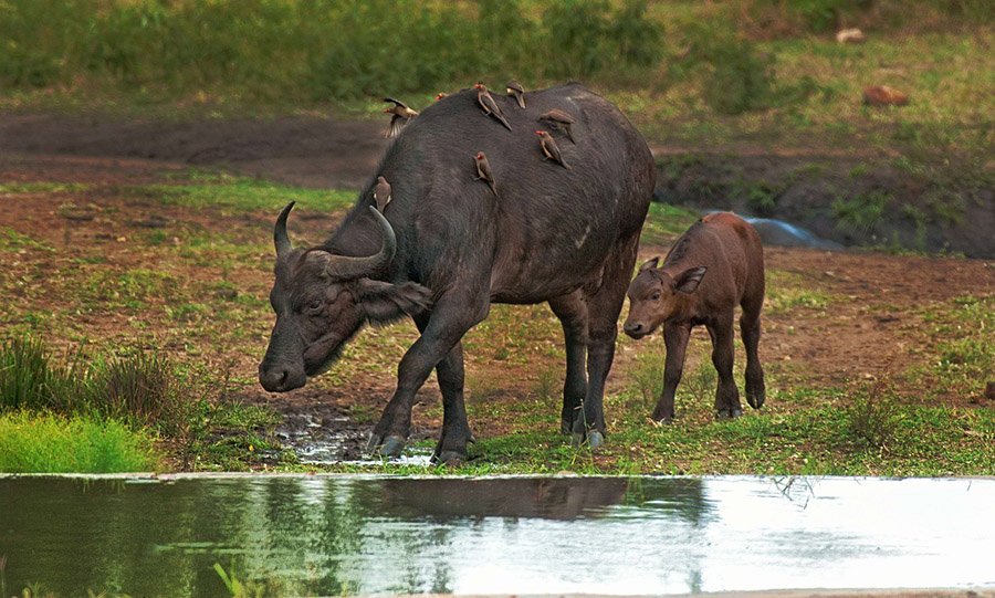 Vietnam Water Buffalo