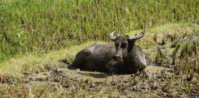 Meet The National Animal of Vietnam, The Water Buffalo