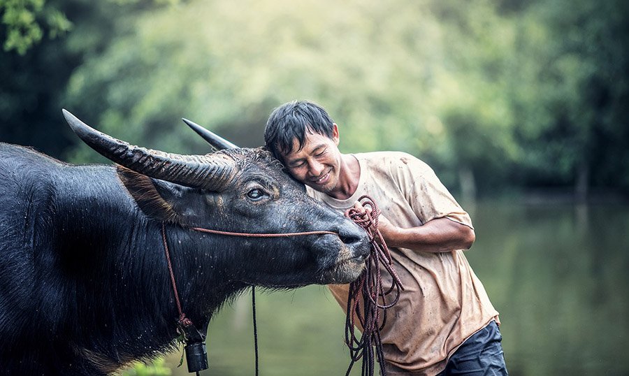 Water buffalo and farmer