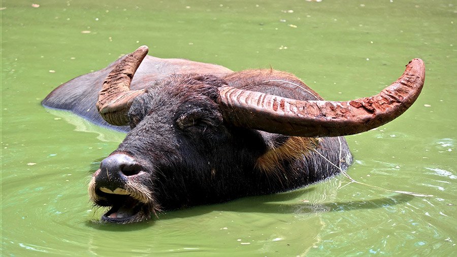 Water buffalo in water
