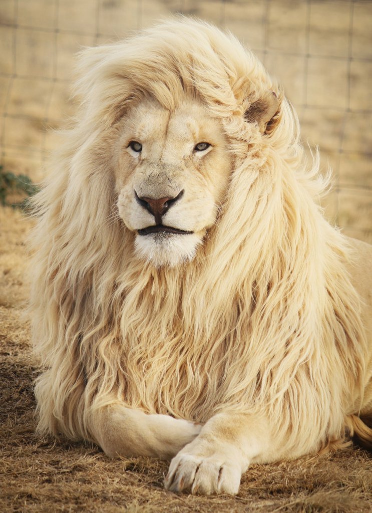 White Lion