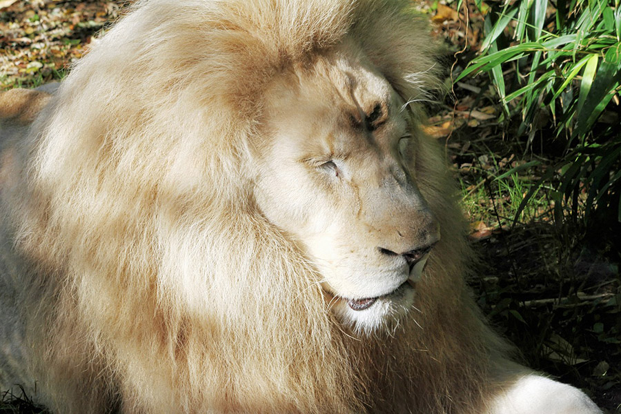 White lion with big mane