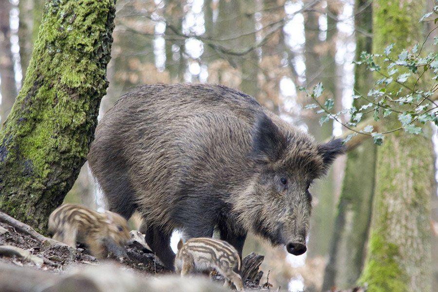 Wild boar in the forest