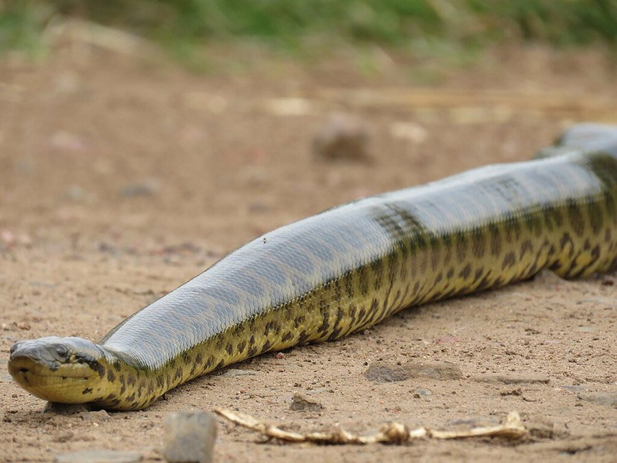 Yellow anaconda (Eunectes notaeus)