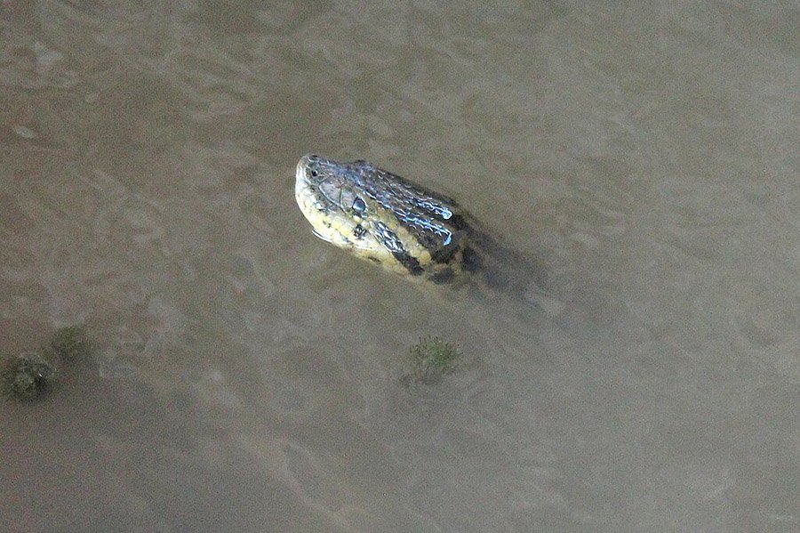 Yellow anaconda in water