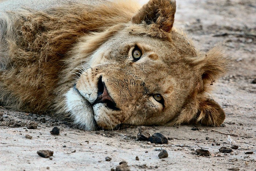 Young lion resting