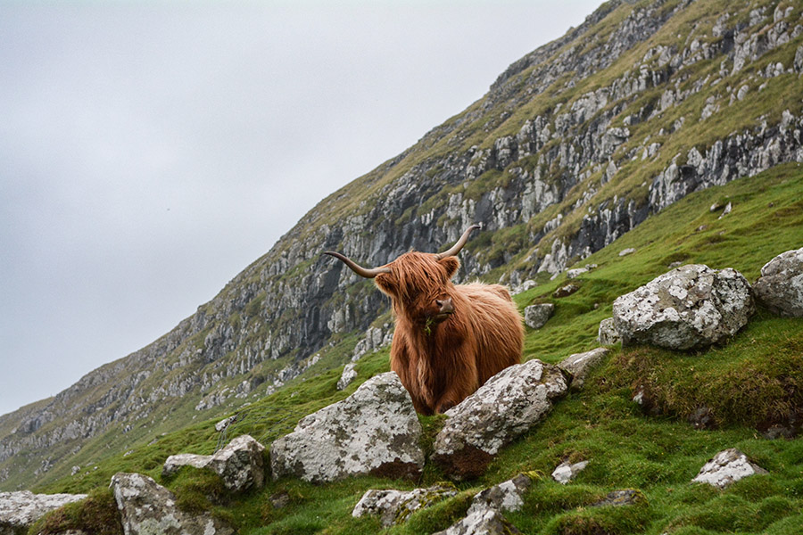 Scotland Highlander cattle