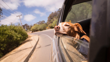 Dog during road trip