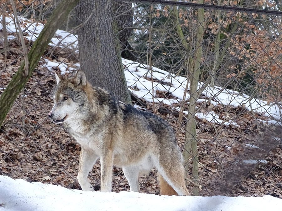 A gray wolf in captivity