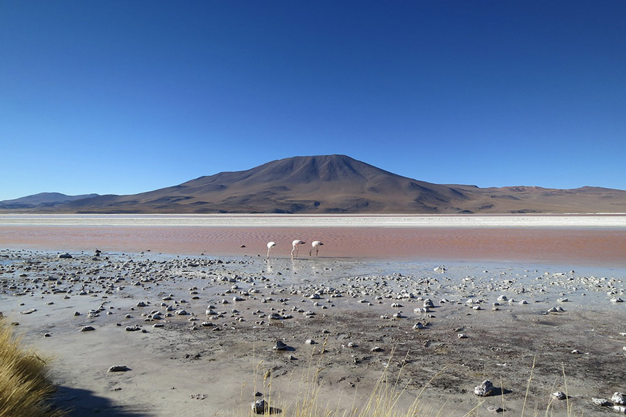 Altiplano in Bolivia