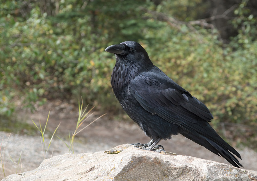 Bhutan Raven