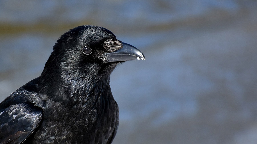 Bhutan Raven