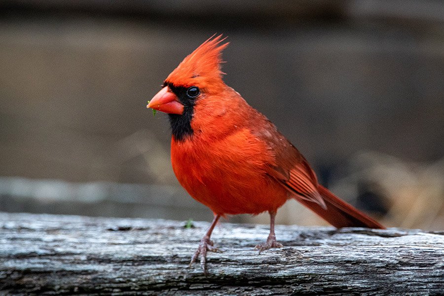 Cardinal
