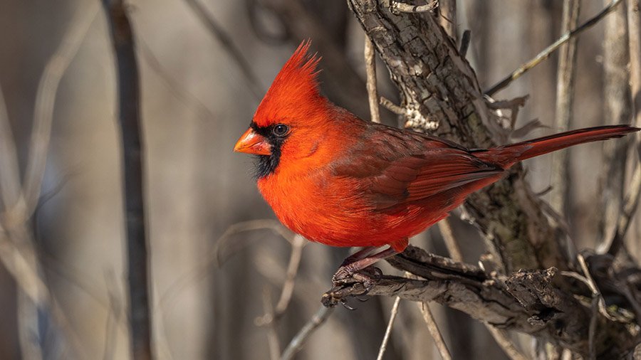 Cardinal