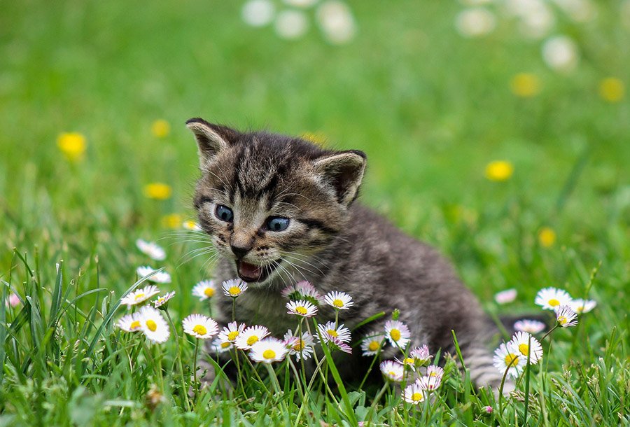 Kitten in the grass