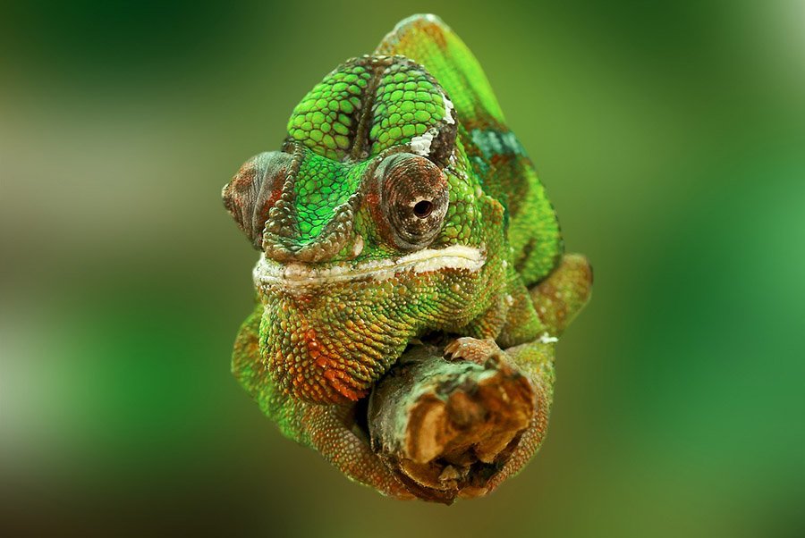 Chameleon close up