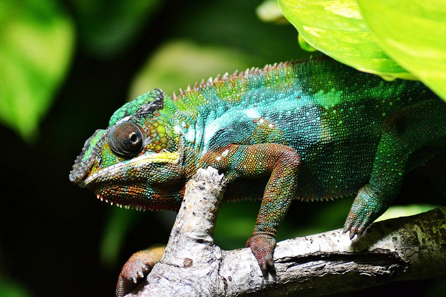 Chameleon in foliage