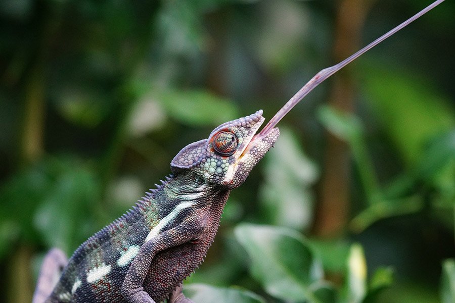 Chameleon hunting with its tongue