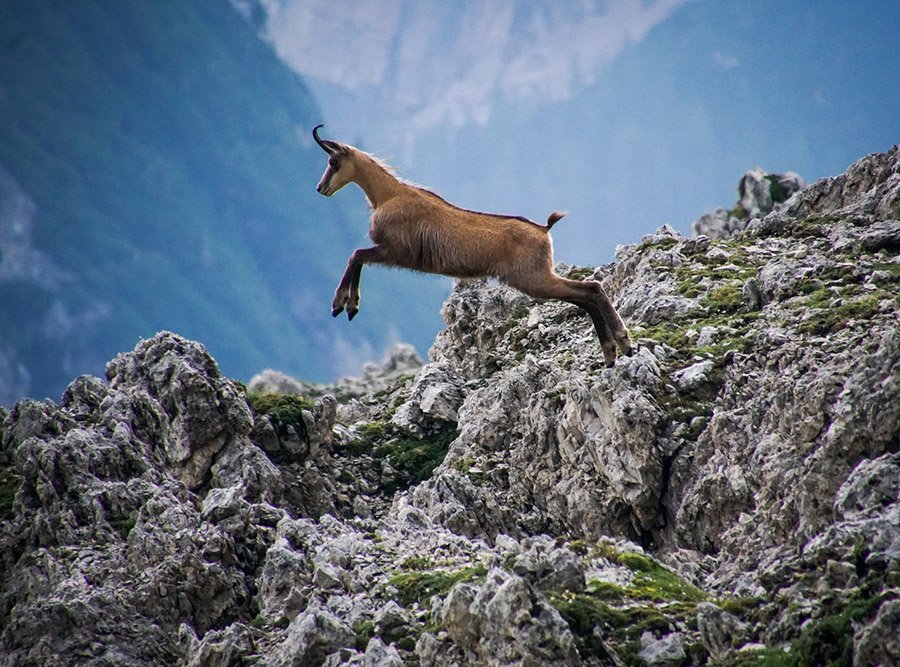 Chamois jumping