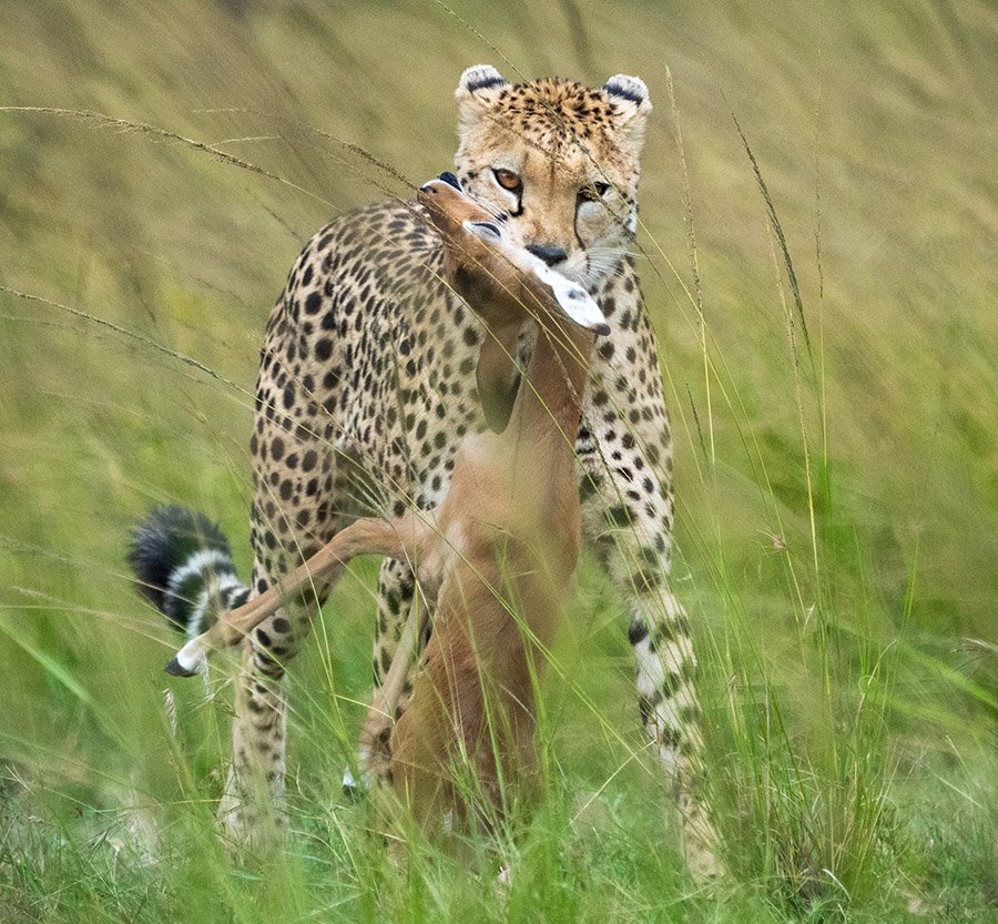 Cheetah hunting