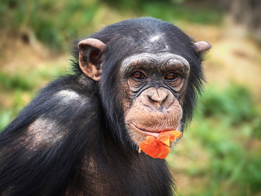 Chimpanzee eating a flower