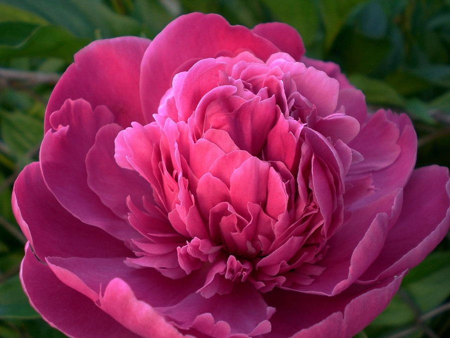 China Peony