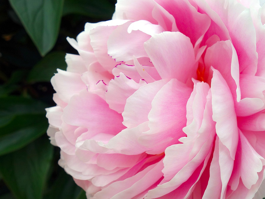 China Peony