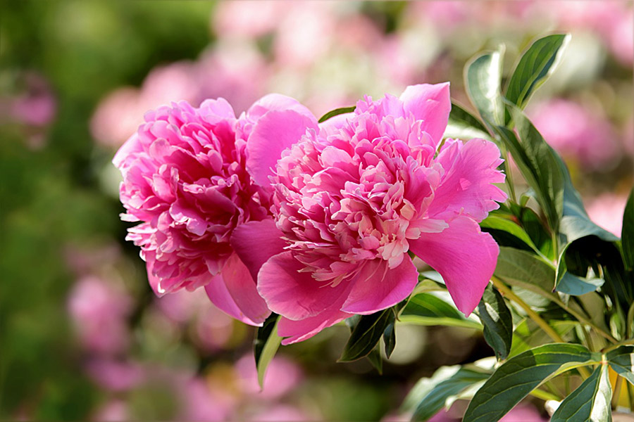 China Peony