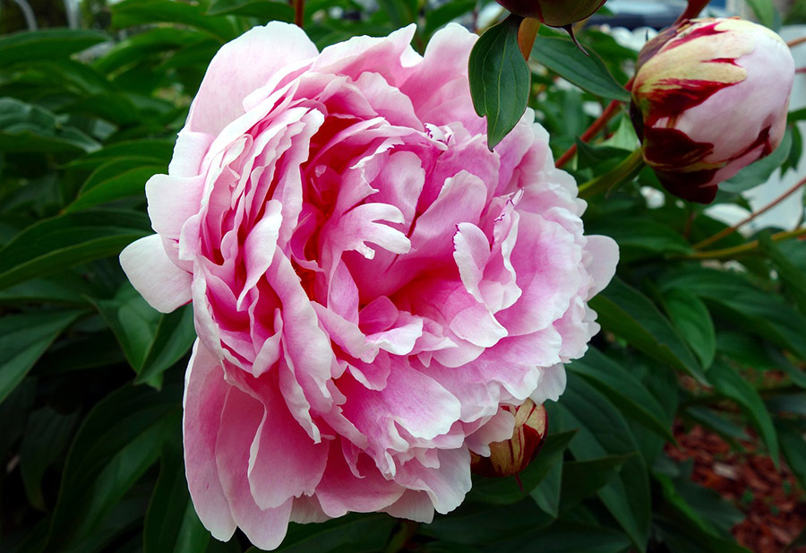 China Peony