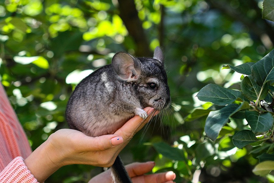 Chinchilla in hand