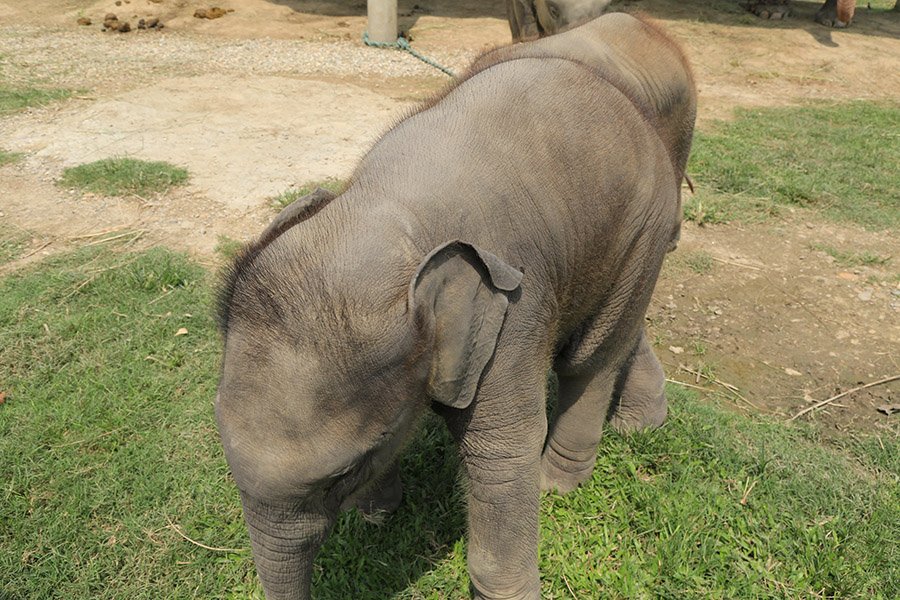 Baby elephant at the Breeding Center