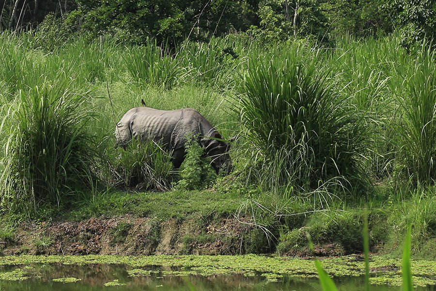 Chitwan rhino