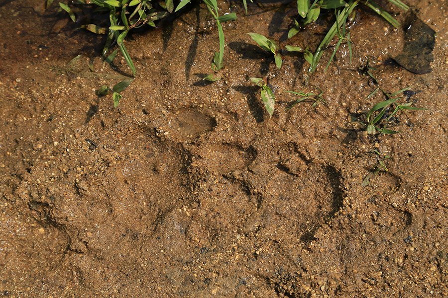 Chitwan tiger footprint