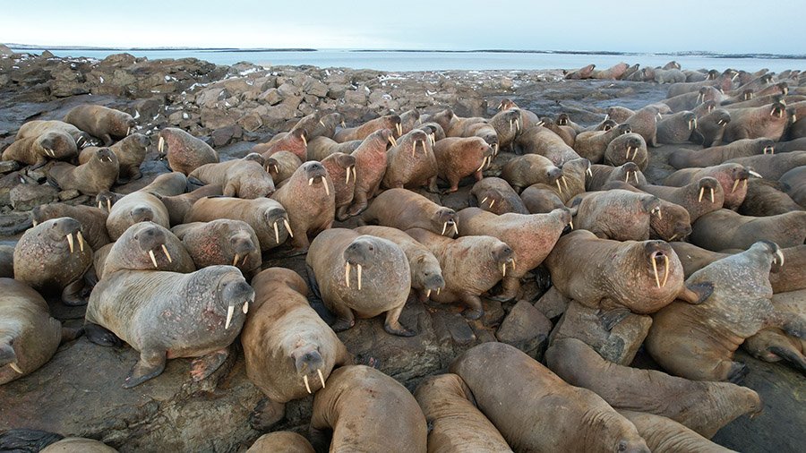 Colony of Walruses