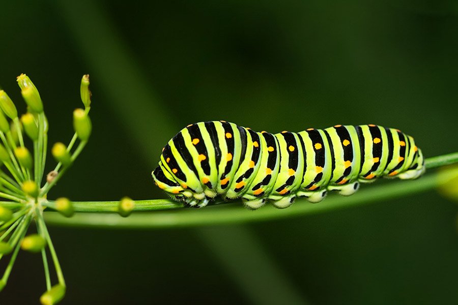 Dovetail caterpillar