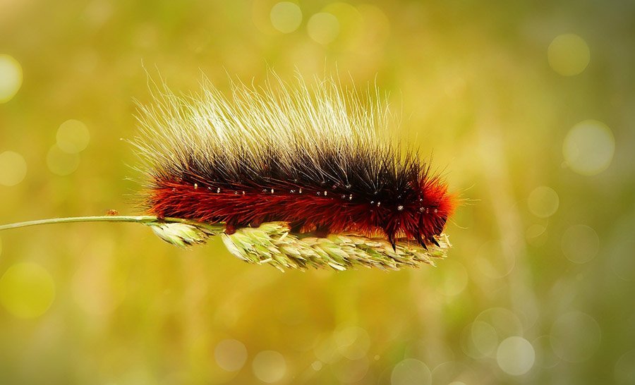 Garden tiger moth caterpillar