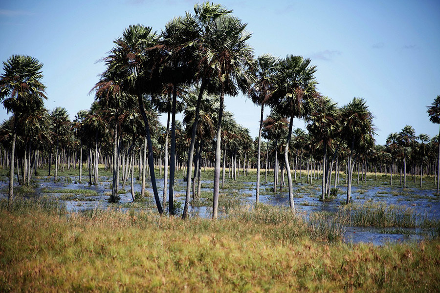 Gran Chaco savanna and palms