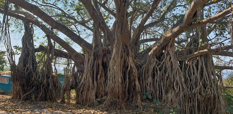 Discover India’s National Tree: The Banyan Tree