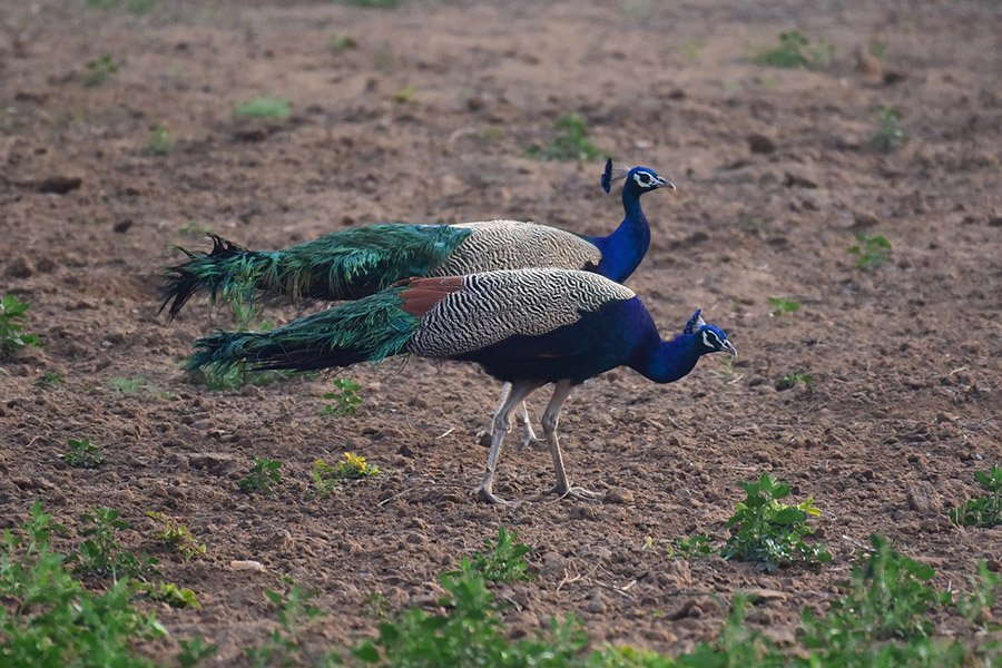 India Peacock